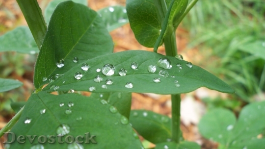 Devostock Leaves Rain Green Wet
