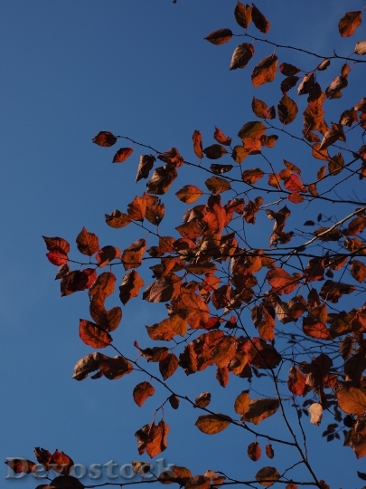 Devostock Leaves Red Autumn Coloring 1