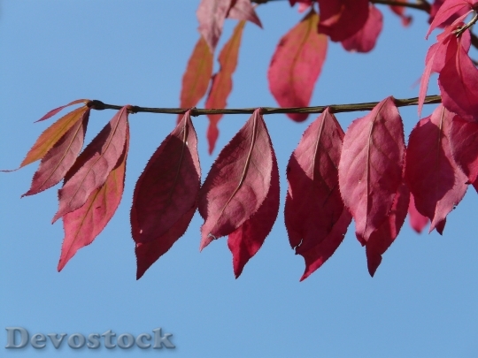 Devostock Leaves Red Autumn Coloring