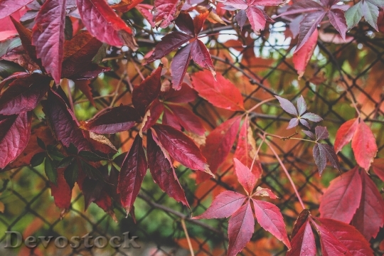 Devostock Leaves Red Autumn Fall 1