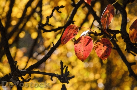Devostock Leaves Red Autumn Fall 2