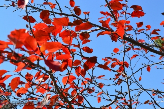 Devostock Leaves Red Autumn Fall 3