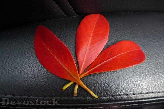 Devostock Leaves Red Autumn Foliage
