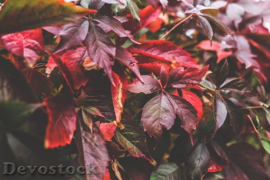 Devostock Leaves Red Autumn Leaf