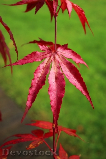 Devostock Leaves Red Autumn Nature 0