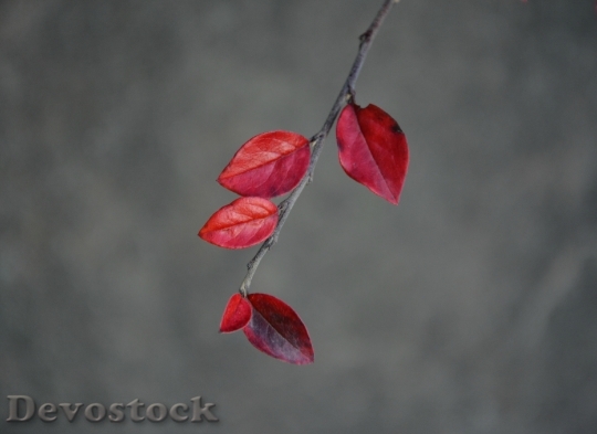 Devostock Leaves Red Autumn Nature