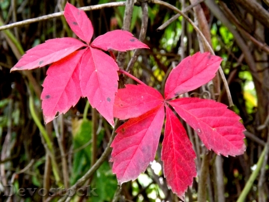 Devostock Leaves Red Autumn Plants