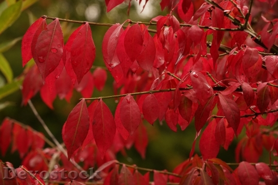 Devostock Leaves Red Autumn Red