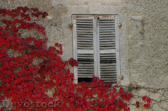 Devostock Leaves Red Autumn Shutters