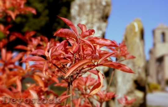 Devostock Leaves Red Beauty Nature