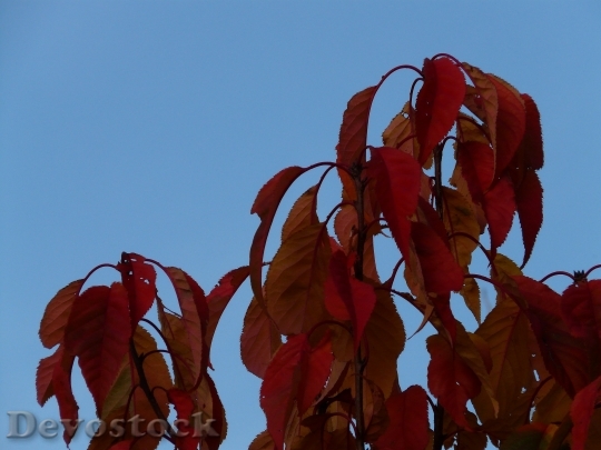 Devostock Leaves Red Coloring Autumn 0