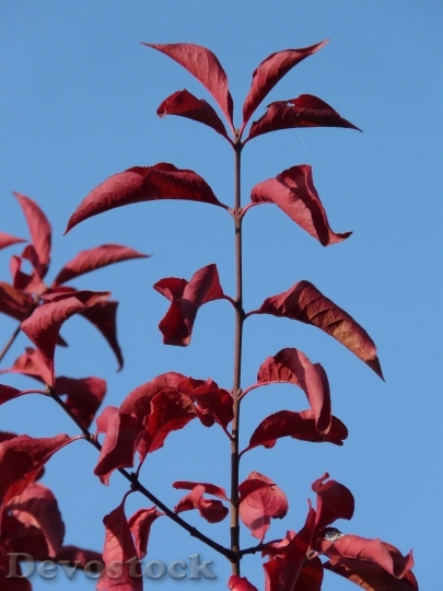 Devostock Leaves Red Coloring Autumn 1