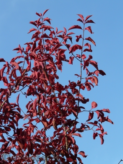 Devostock Leaves Red Coloring Autumn