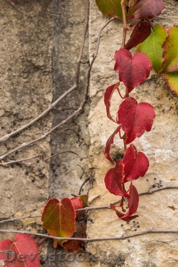 Devostock Leaves Red Golden Autumn