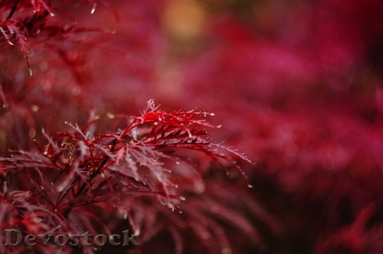 Devostock Leaves Red Maple Scarlet