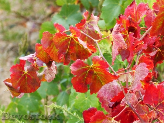 Devostock Leaves Red Vine Autumn