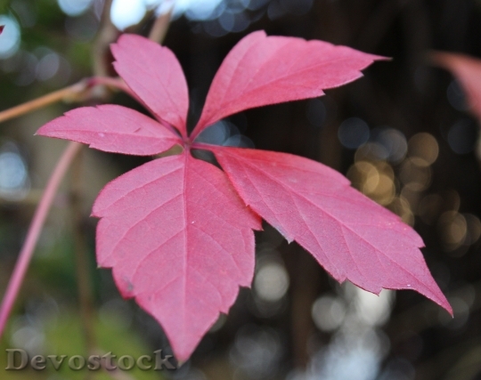 Devostock Leaves Red Wild Autumn