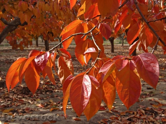 Devostock Leaves Reddish Autumn Khaki