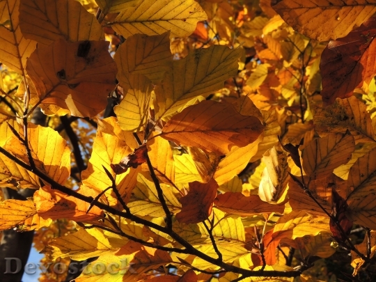 Devostock Leaves Road Forest Autumn