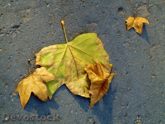 Devostock Leaves September October Fall
