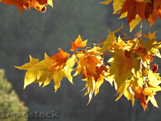 Devostock Leaves Shades Yellow Colors