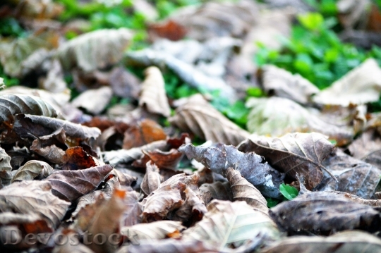 Devostock Leaves Shallows Autumn Forest