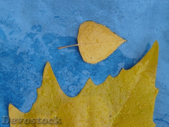 Devostock Leaves Size Comparison Autumn 0