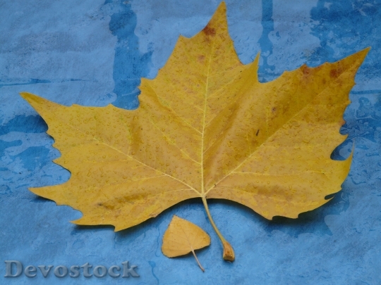 Devostock Leaves Size Comparison Autumn 2