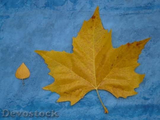 Devostock Leaves Size Comparison Autumn