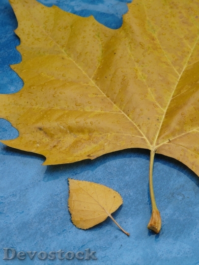 Devostock Leaves Size Comparison Leaf