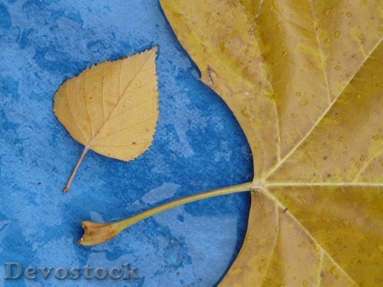 Devostock Leaves Size Comparison Style