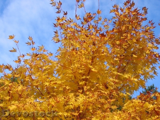 Devostock Leaves Sky Blue Yellow