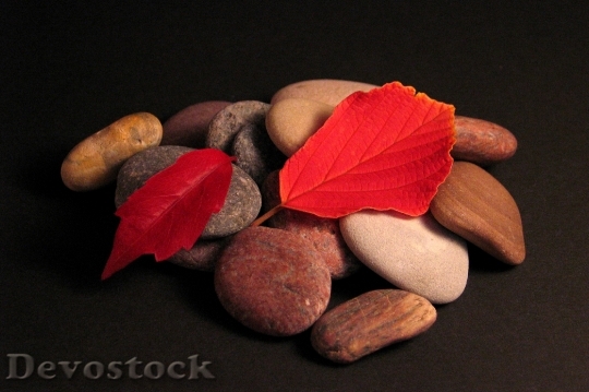 Devostock Leaves Stones Autumn Red