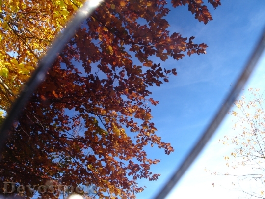 Devostock Leaves Sunglasses Filter Filtering