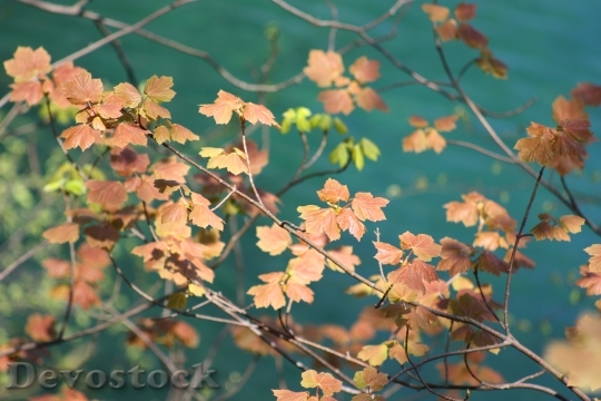 Devostock Leaves Tree Autumn Dried