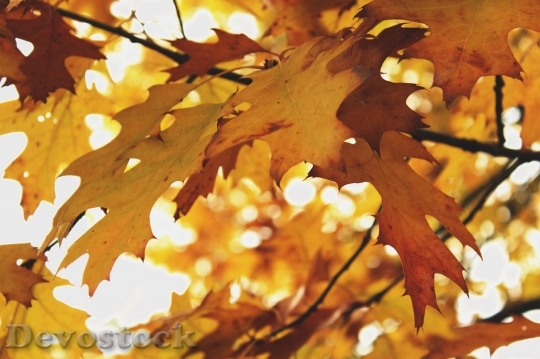 Devostock Leaves Tree Autumn Fall