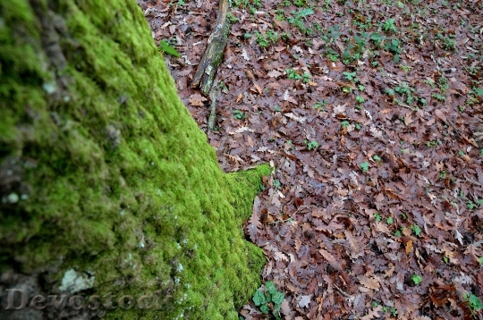 Devostock Leaves Tree Forest Autumn