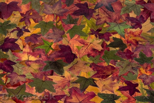Devostock Leaves Tree Leaves Autumn 3