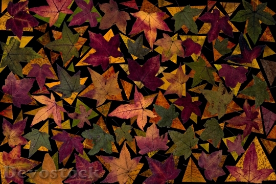 Devostock Leaves Tree Leaves Autumn
