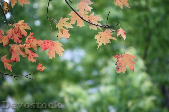 Devostock Leaves Tree Red Maple
