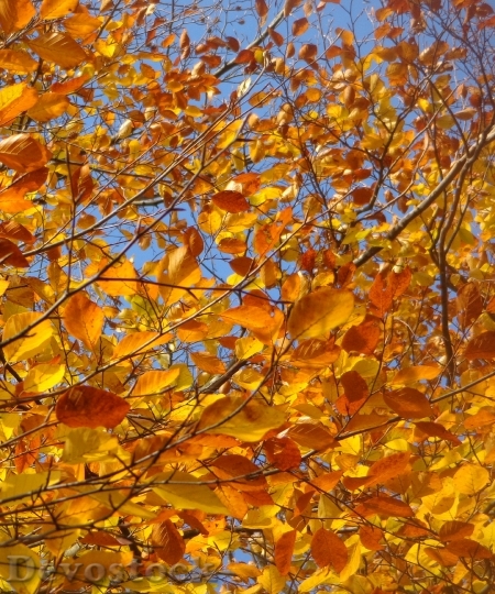 Devostock Leaves Tree Sky Autumn