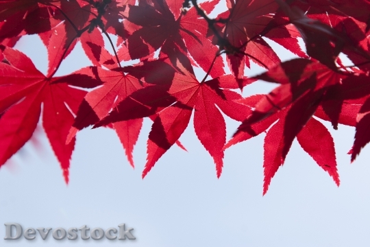 Devostock Leaves Tree Summer Autumn