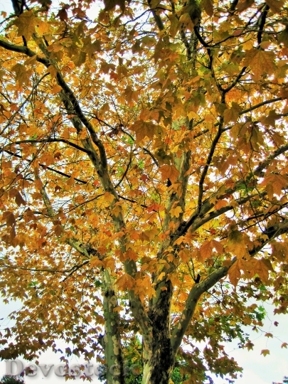 Devostock Leaves Tree Yellow Autumn