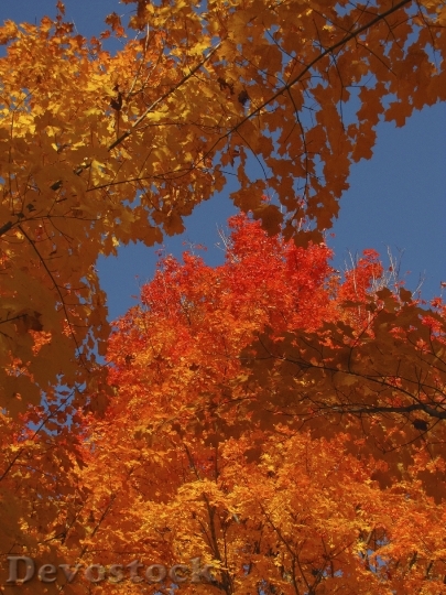 Devostock Leaves Trees Fall Autumn