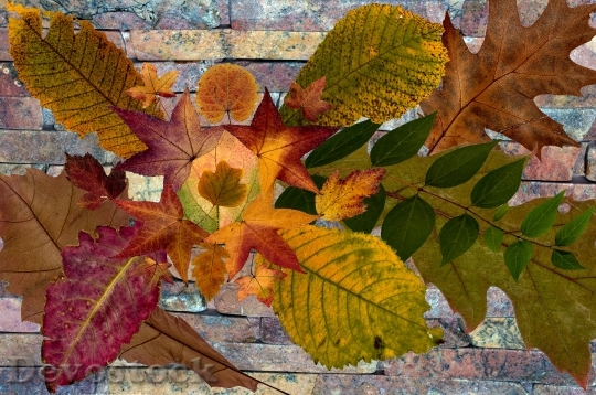 Devostock Leaves True Leaves Autumn 1