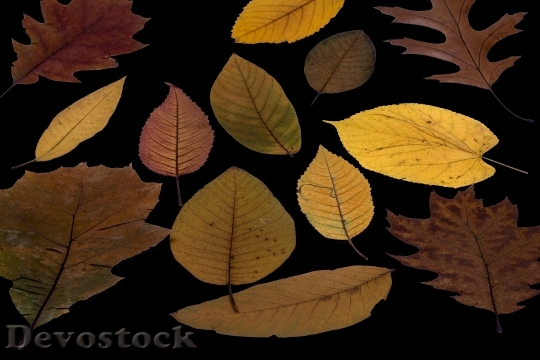 Devostock Leaves True Leaves Colorful