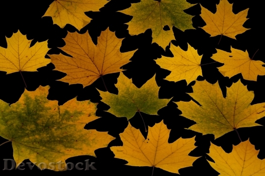 Devostock Leaves True Leaves Maple 14