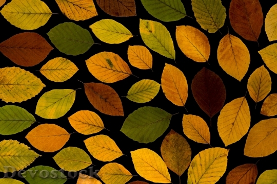 Devostock Leaves True Leaves Maple 16