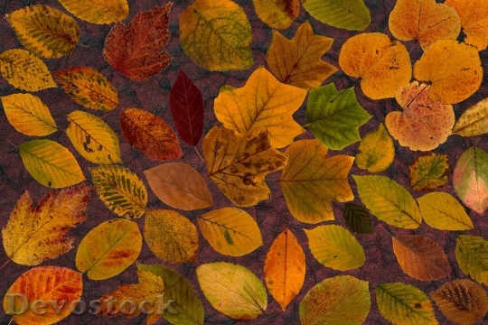Devostock Leaves True Leaves Maple 17