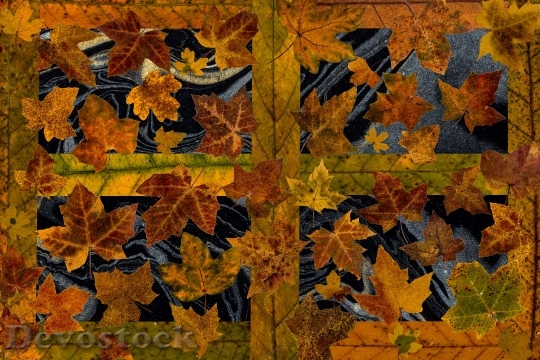 Devostock Leaves True Leaves Maple 18